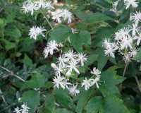 clematis virginiana 8-10.jpg